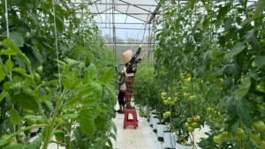 Người lao động cần có cái nhìn rõ ràng về thị trường lao động quốc tế